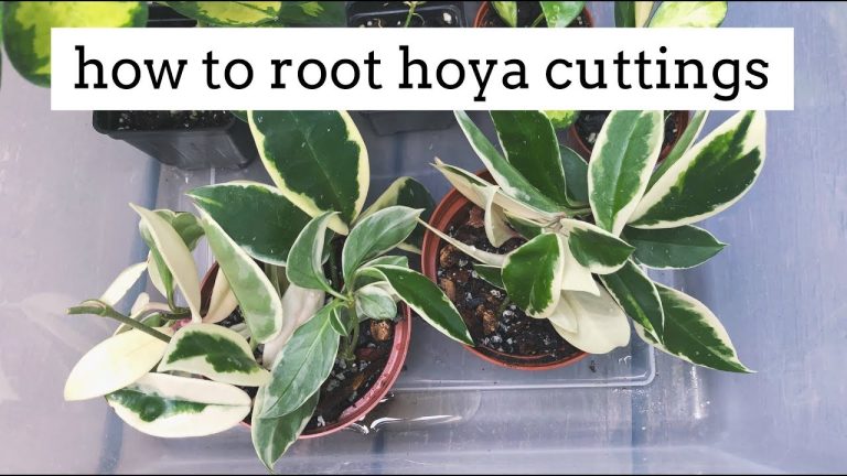 Is a Hoya a succulent?