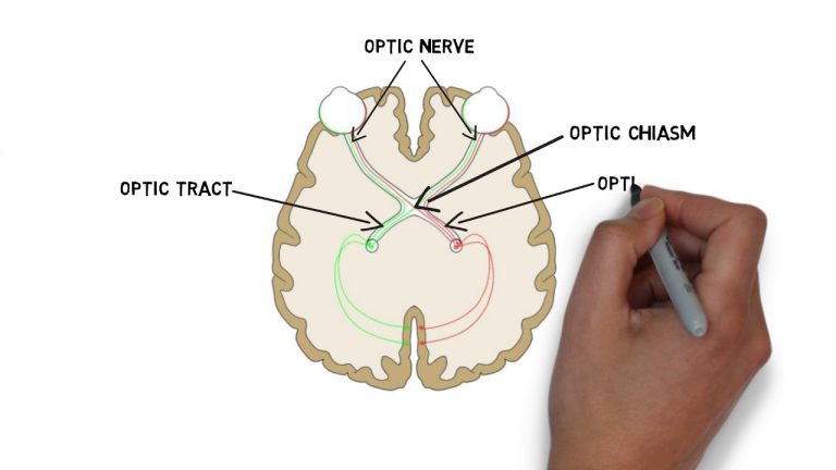 What is a optic nerve?