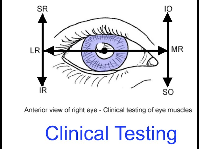 Improving Visual Health: Understanding the Importance of an Eye Muscle Function Test